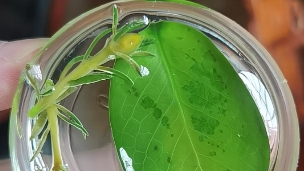 彈性環氧透明AB膠，工藝品表麵披覆用彈性環氧透明AB膠有什麽(me) 優(you) 勢？
